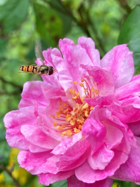 Insects… God in the here and now – Theology Everywhere